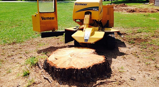 Affordable Stump Removal​