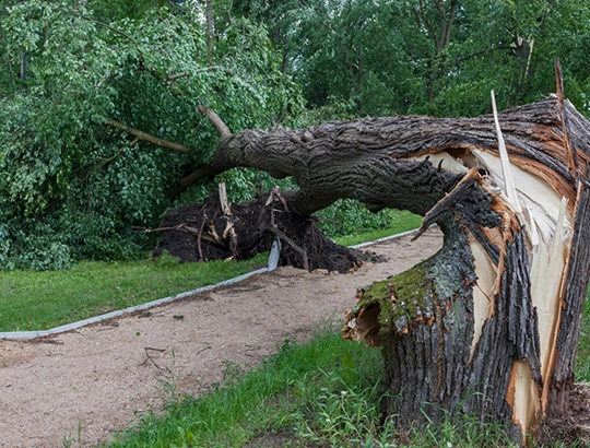 Emergency Storm Damage & Tree Removal​