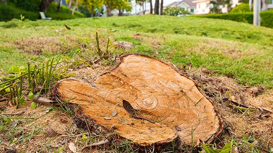 Let Us Help You With the Removal of Tree Stumps​