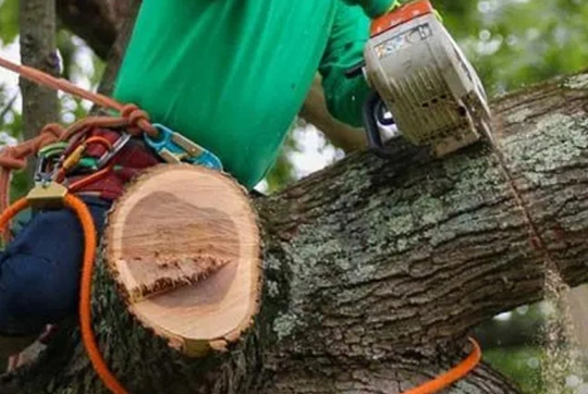 Local to Long Coverage Tree Trimming Services​