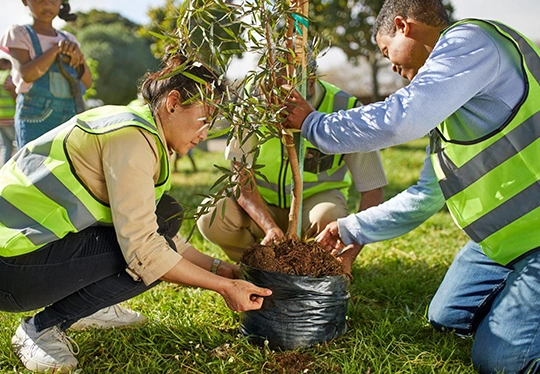 Our Process of Commercial Tree Planting Services​