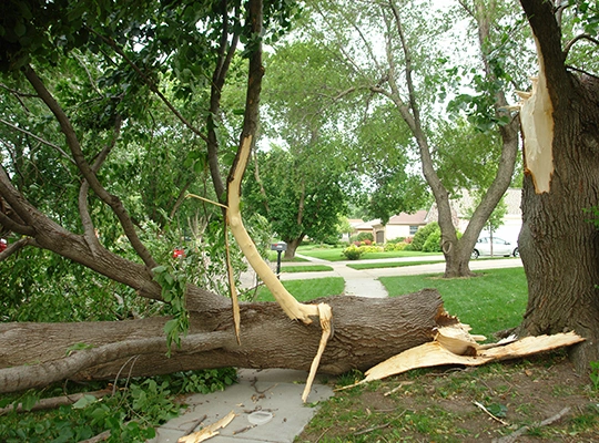 Our Process of Storm Repair & Damage Restoration​