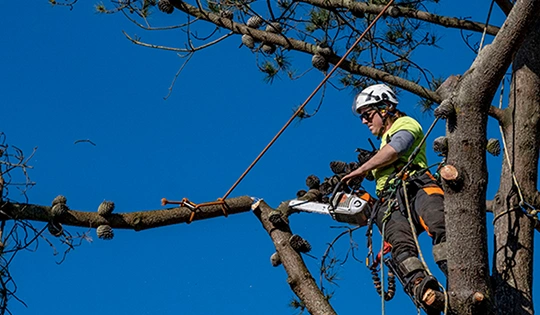 Our Process of Tree Cutting​