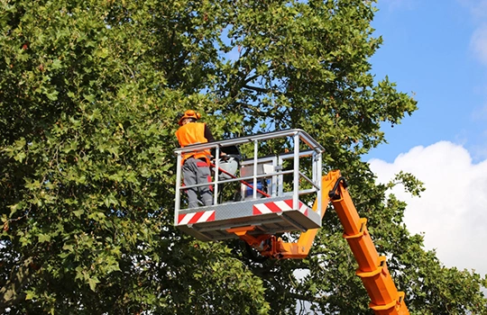 Skilled Experts Remove Trees From Your Property​