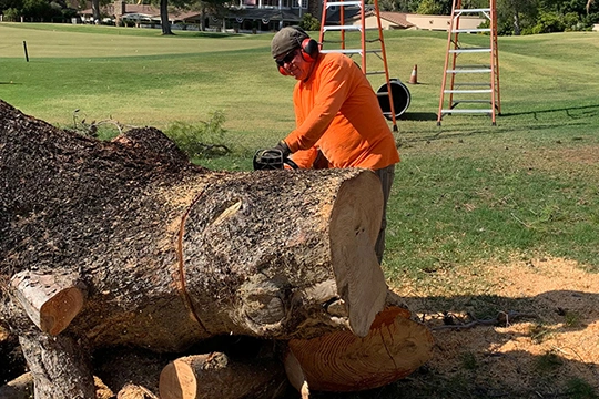 Skilled Residential Tree Services​