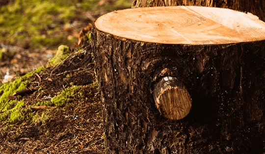 Tree Stump Grinding Service​